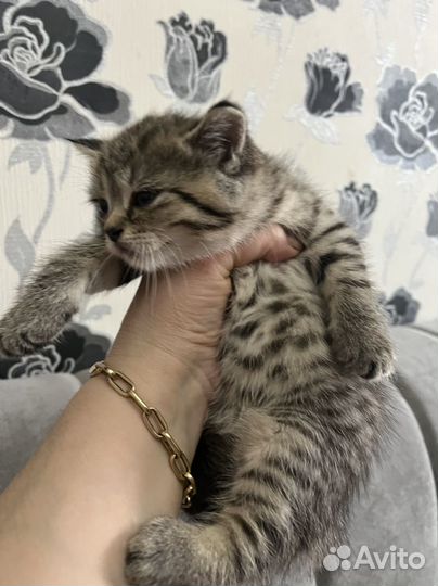 Шотландская