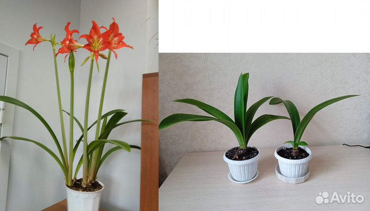 Комнатные цветы