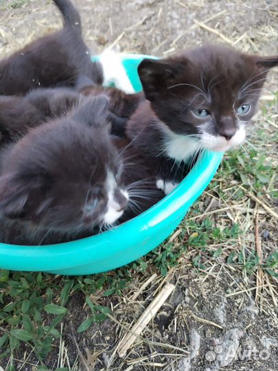 Котята в добрые руки 1 месяц