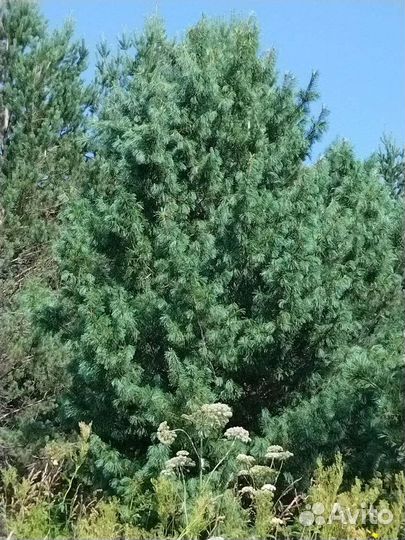 Кедр сибирский