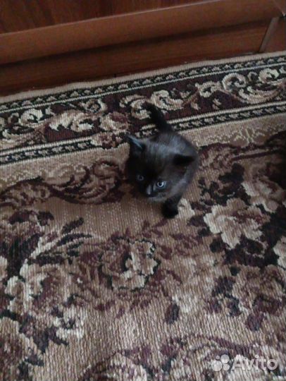 Чёрный котик
