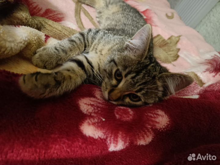 Котятки