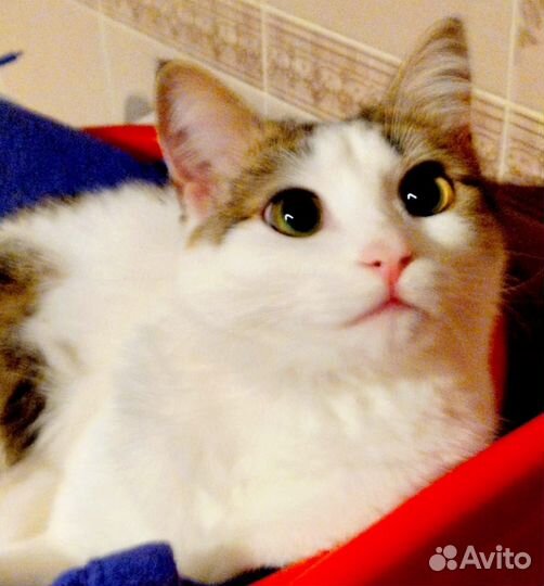 Кот Сёма
