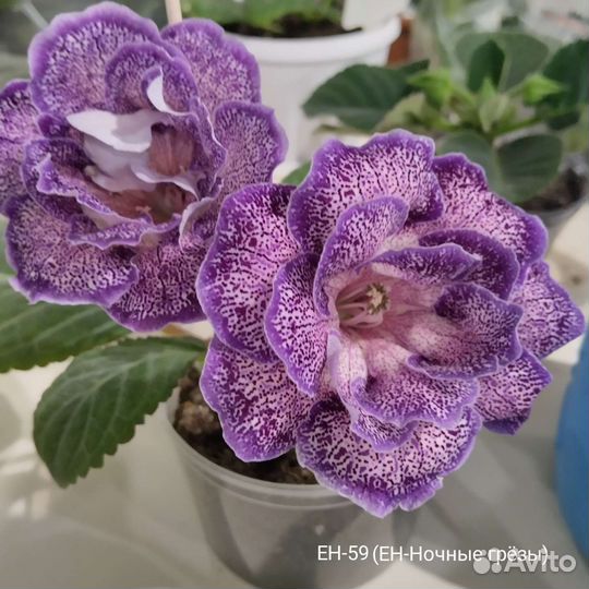 Глоксиния сортовая лист на срез, укорененные лист