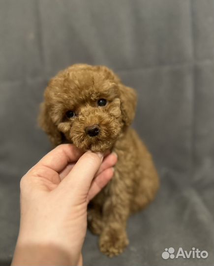 Пудель малый рыжий. Пудель ред браун. Той пудель ркф. Пудель ред браун. Той пудель ркф.