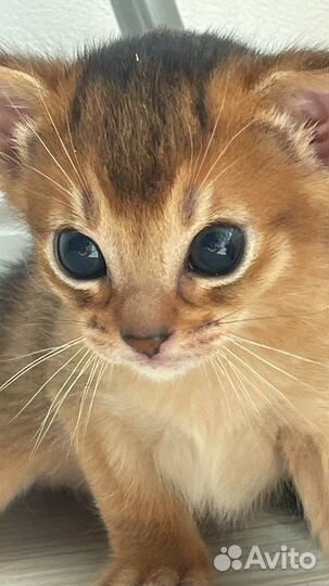 Абиссинские котята