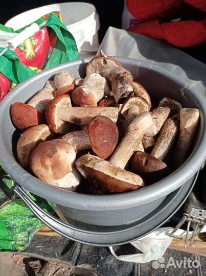 Грибы с доставкой до дома в наличии и под заказ