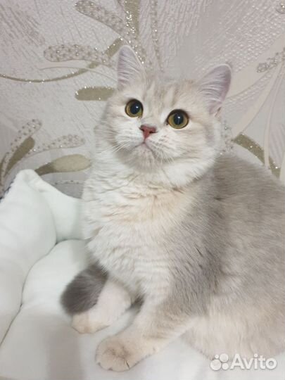 Голубое золото