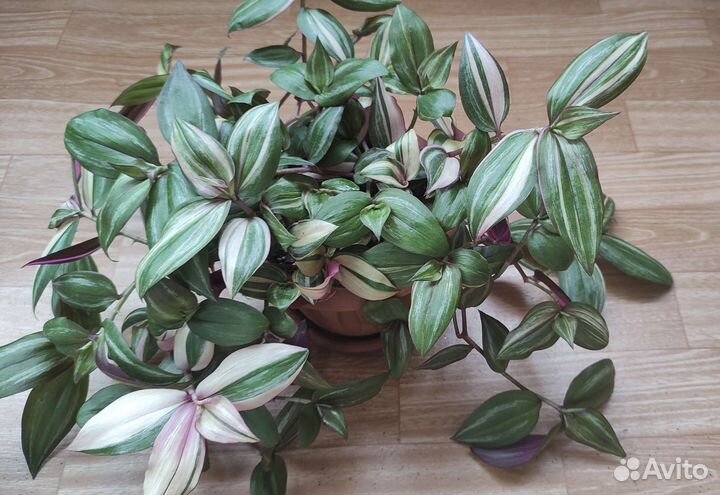 Традесканция