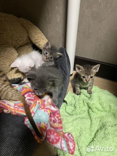 Котята метисы сфинкса