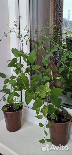 Многолетние цветы