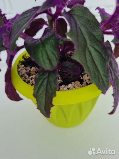 Гинура синяя птица