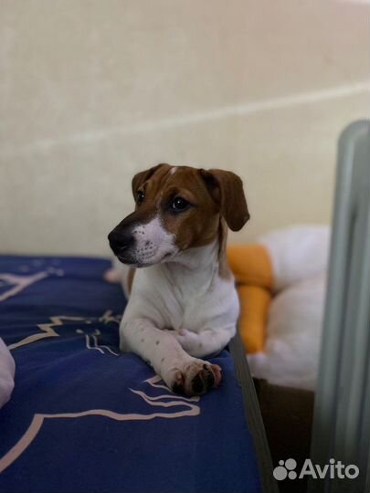 Вязка джек рассел терьер