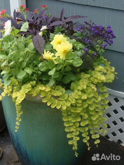 Вербейник монетчатый