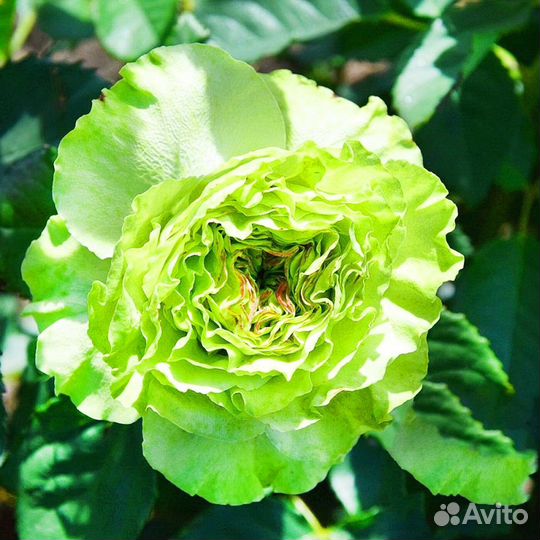 Саженцы роз