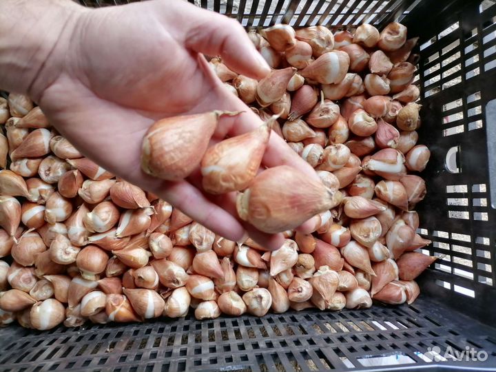 Луковицы тюльпанов