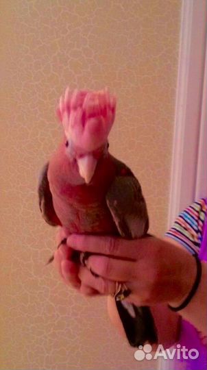 Розовые какаду