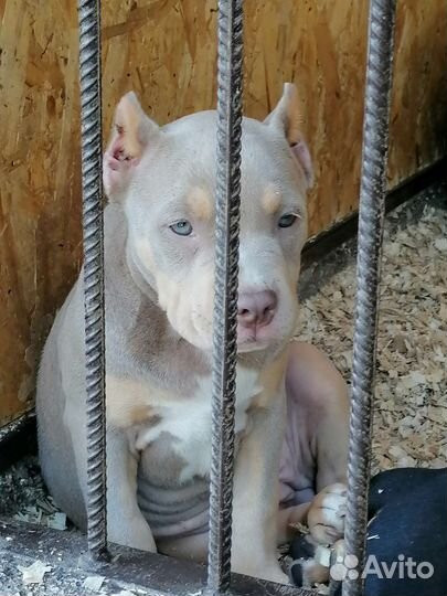Американский булли xl, стандарт, покет