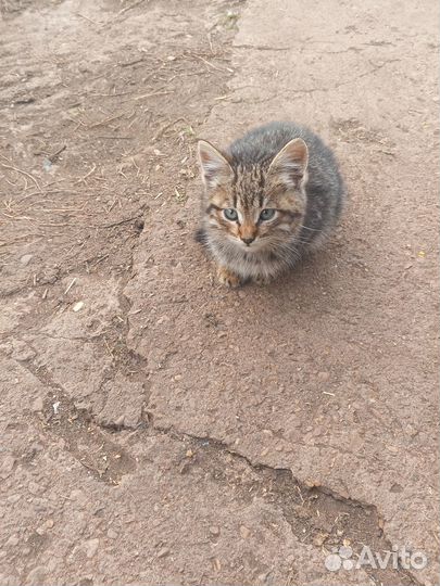 Отдадим даром в хорошие руки