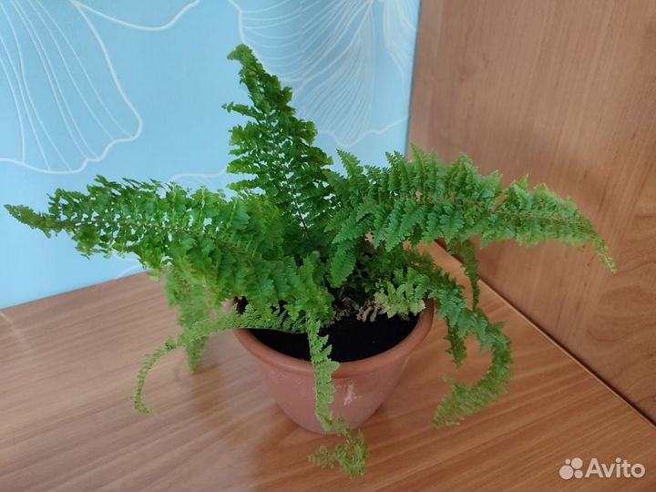 Продаю кудрявый папоротник Нефролепис Эмина