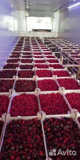 Клубника, малина и др свежая из Киргизии без поср