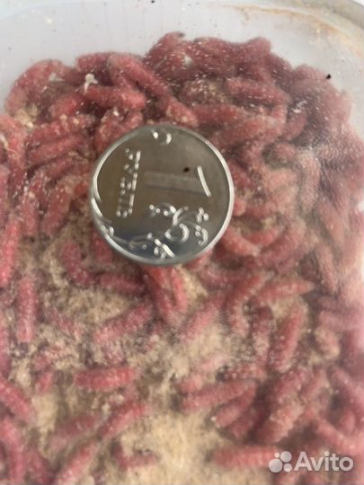 Малек,мотыль