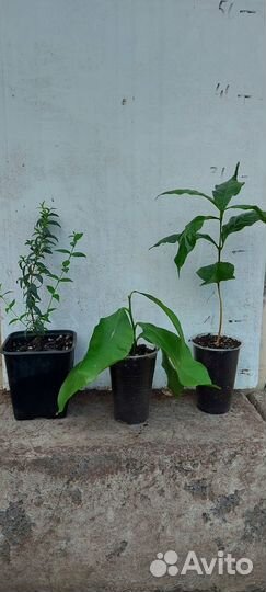 Набор экзотики мирт карисса пассифлора лимон кофе