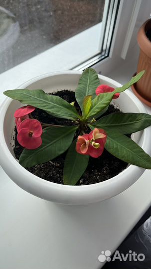 Малачай Миля