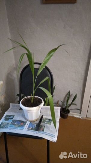 Пальма Вашингтония