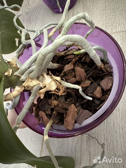 Орхидея фаленопсис