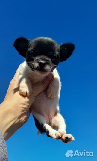 Померанский шпиц