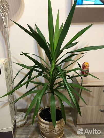 Юкка в керамическом горшке
