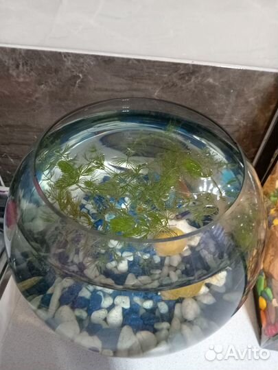 Аквариум 25 литров