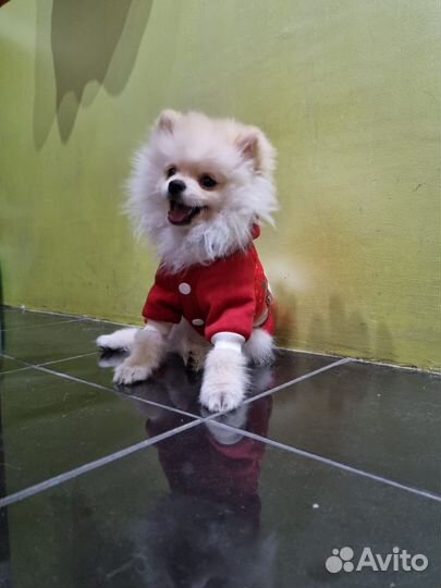 Одежда для маленьких собак