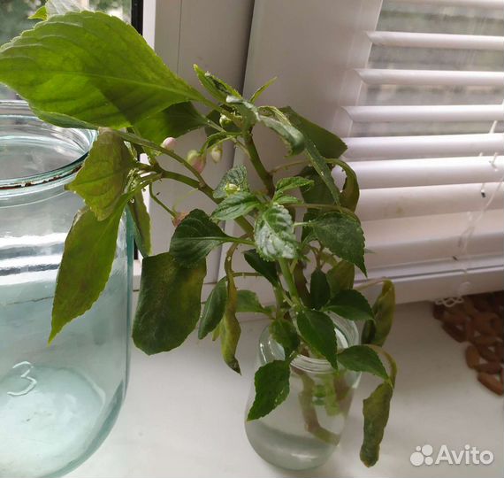 Продам цветы комнатные