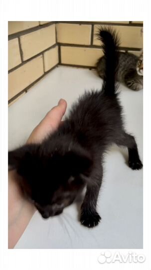 Котенок мальчик 1,5 мес миниатюрный