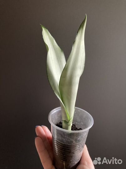 Сансевиерии разных сортов
