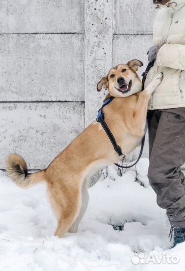 Молодая Санта из приюта в поисках дома
