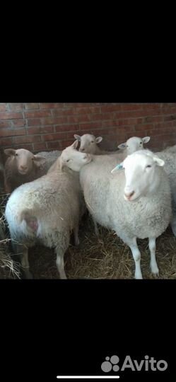 Белые и черноголовые овцы бараны Дорпер
