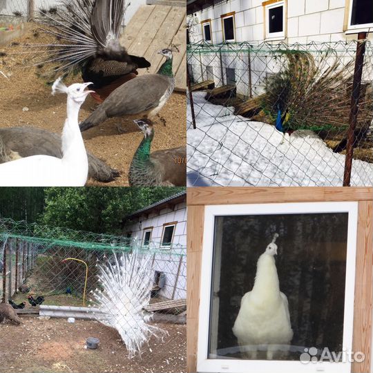 Павлинята, павлин, Бантам Ява, Серама, Кохинхины