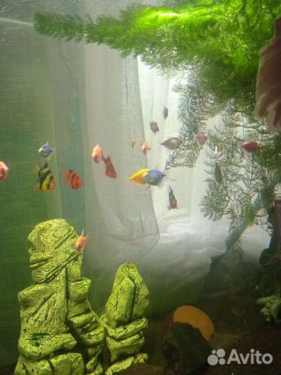 Аквариумные рыбки