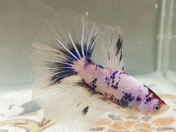 Рыбка петушок