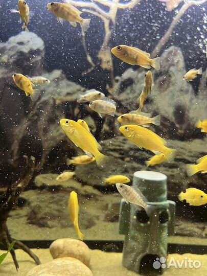 Рыбки малавийские цихлиды