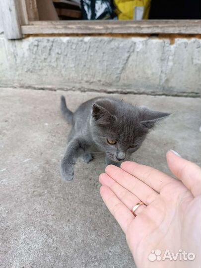 Кошки в добрые руки