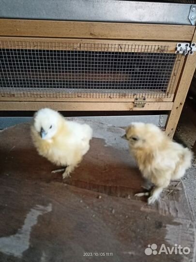 Китайские шёлковые,бентамка,мильфлер,кохинхин