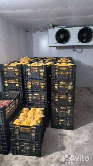 Тушки домашнего бройлера