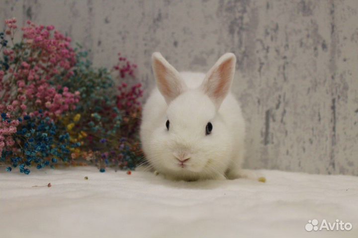 Кролик гермелин