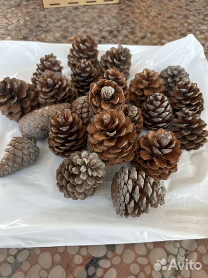 Шишки сосновые пакетом