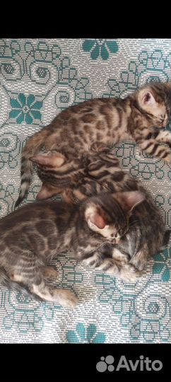 Бенгальская