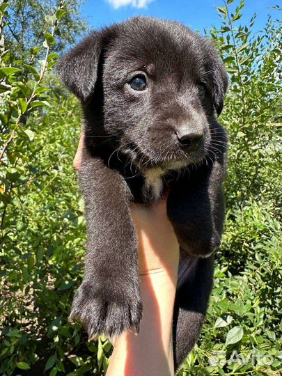 Мальчики и девочки